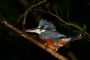 Amazonas06 - 314 * Ringed Kingfisher.